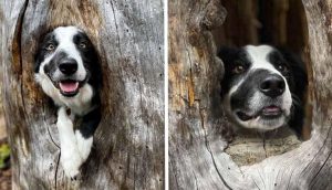 Perrito convierte un acogedor rincón de un árbol en su nuevo refugio y vuelve a sonreír