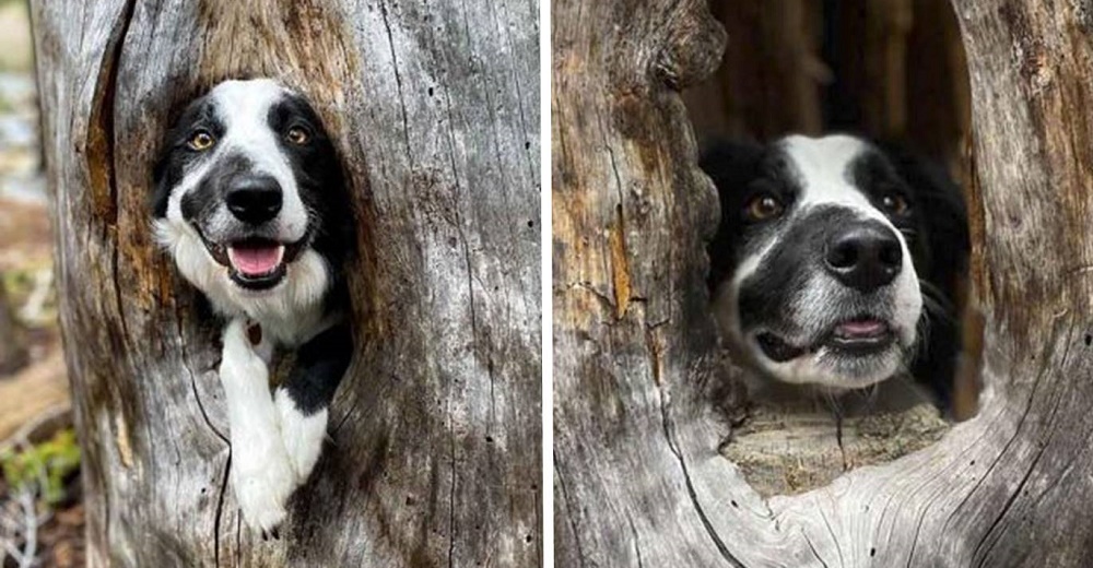 Perrito convierte un acogedor rincón de un árbol en su nuevo refugio y vuelve a sonreír Perrito convierte un acogedor rincón de un árbol en su nuevo refugio y vuelve a sonreír