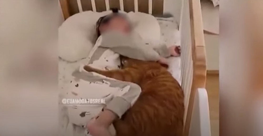 Dejan a su bebé en la cuna con el gato mirándola y se asustan cuando entran a la habitación