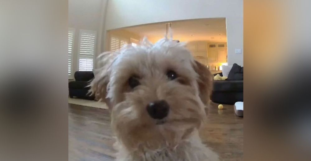 Una perrita creía que estaba sola en casa, de repente escucha la voz de papá que la vigila Una perrita creía que estaba sola en casa, de repente escucha la voz de papá que la vigila