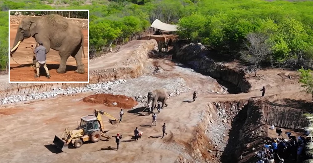 El emocionante traslado del elefante rescatado Big Boy, ya duerme feliz en su nuevo hogar