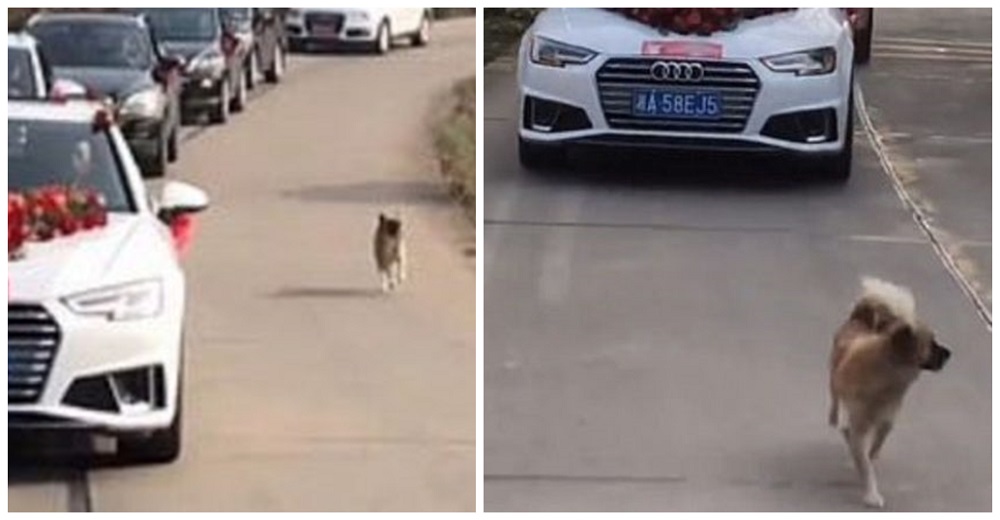Perrito no fue invitado a la boda de su dueña pero la persiguió por 9 km para mostrarle su amor Perrito no fue invitado a la boda de su dueña pero la persiguió por 9 km para mostrarle su amor