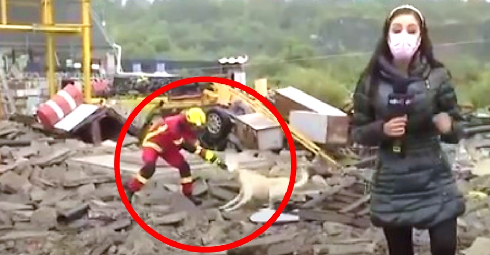 Un perrito y un bombero se pelean por un trapito durante una transmisi贸n en vivo Un perrito y un bombero se pelean por un trapito durante una transmisi贸n en vivo