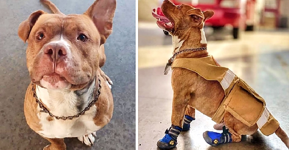 Angustiados, los bomberos piden ayuda para encontrar a un perrito rescatista