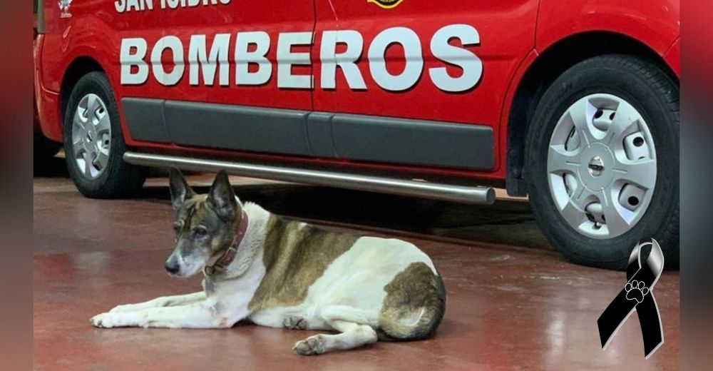 «Nos acompañaste siempre» – Los bomberos lloran la pérdida de la perrita que trabajaba con ellos