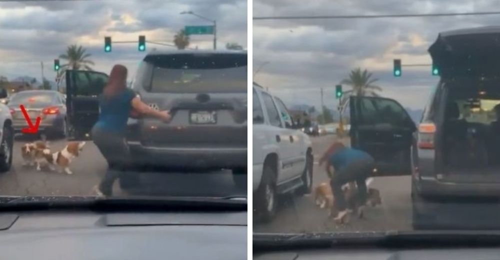 Mujer en tacones corre a parar el tráfico por unos perros sin saber que era grabada