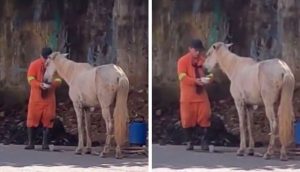 Un obrero interrumpe su trabajo para acercarse a un caballo en la calle mientras era grabado
