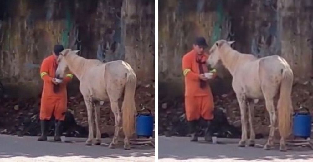 Un obrero interrumpe su trabajo para acercarse a un caballo en la calle mientras era grabado