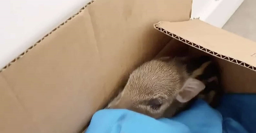 Mujer encuentra un animal salvaje en una caja y no pudo dormir durante semanas