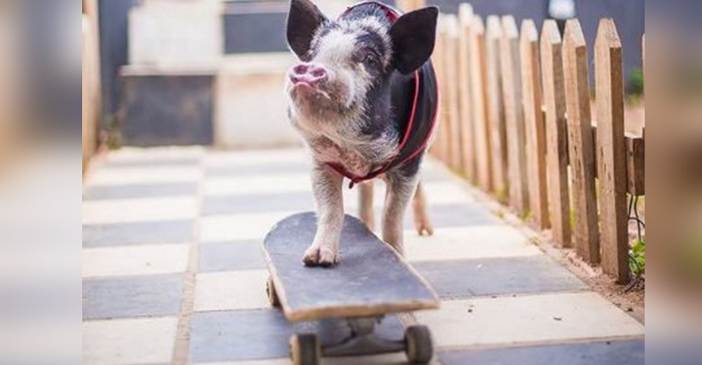 Cerdito adoptado se convierte en celebridad al demostrar su fascinación por la patineta