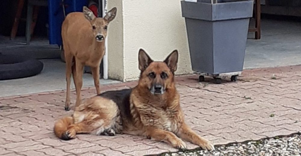 Perro acoge a una cierva perdida por 3 días y la cuida de los humanos, nunca la dejó sola