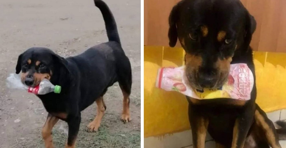 Perrito de la calle recoge toda la basura que encuentra para dársela al personal de un refugio Perrito de la calle recoge toda la basura que encuentra para dársela al personal de un refugio