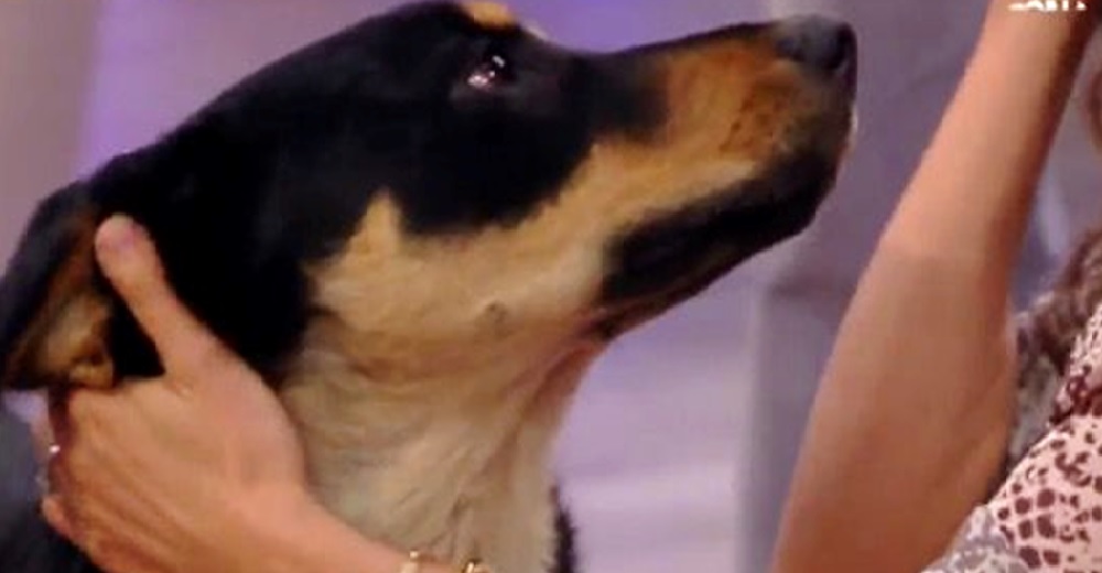 Un perrito interrumpe la transmisión de un programa de televisión suplicando amor