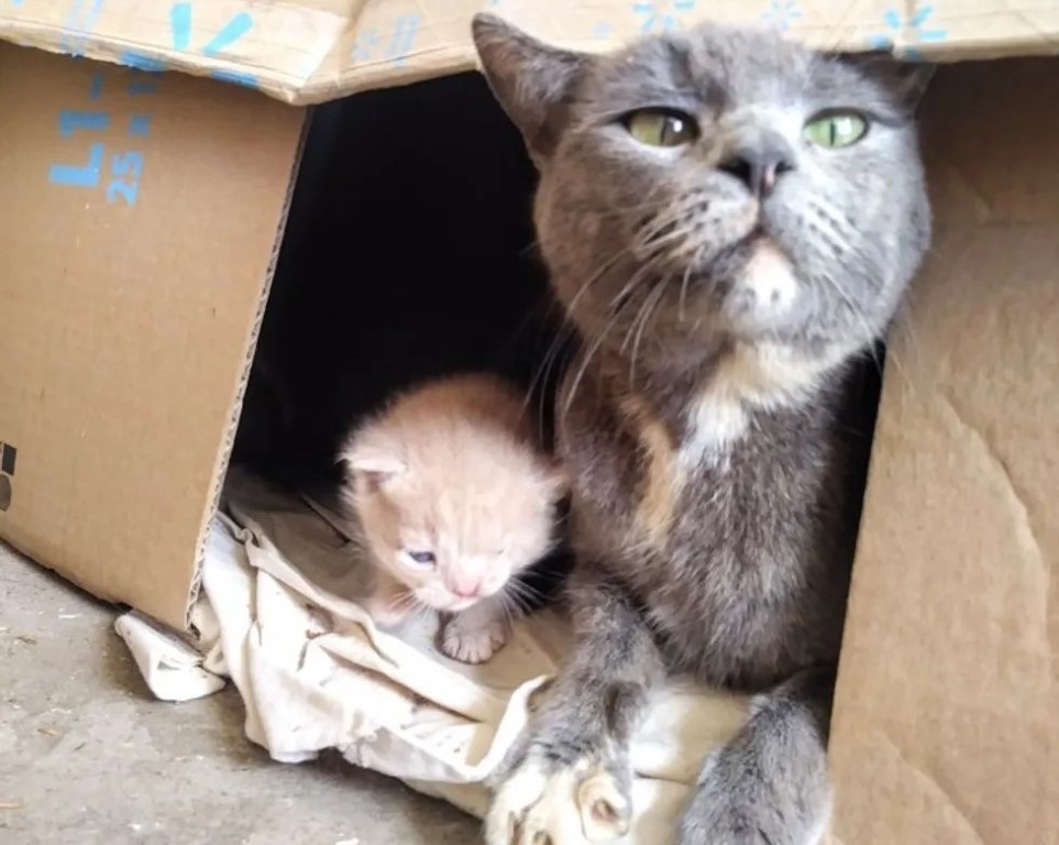 Rescatan a una gata y los guía hacía el lugar en el que yacían sus bebés recién nacidos Rescatan a una gata y los guía hacía el lugar en el que yacían sus bebés recién nacidos