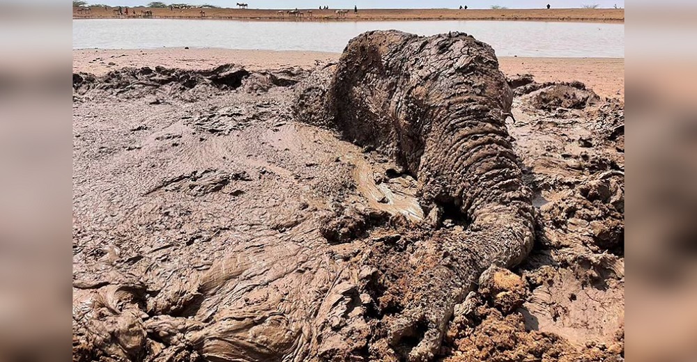 Angustiada elefanta lucha con todas sus fuerzas por resistir en el fango mientras suplica ayuda