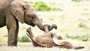 Graban a un elefante bebé rodando por el suelo de la risa mientras jugaba con su hermano