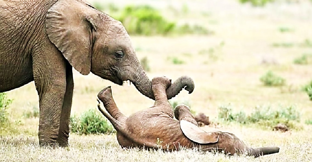 Graban a un elefante bebé rodando por el suelo de la risa mientras jugaba con su hermano