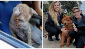 Cachorrito hallado bajo un auto quejándose de dolor sana por completo y encuentra la felicidad