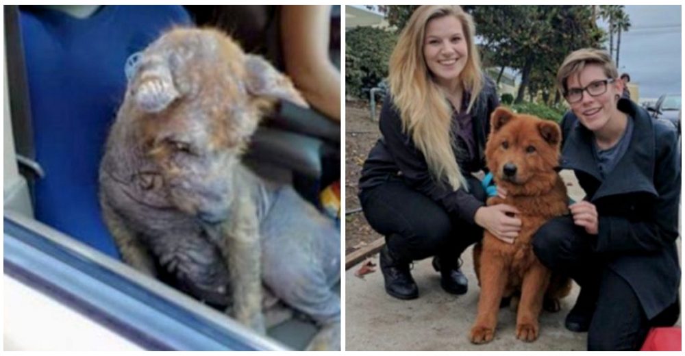 Cachorrito hallado bajo un auto quejándose de dolor sana por completo y encuentra la felicidad