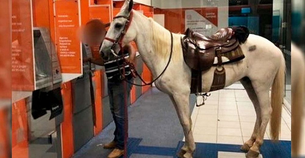 Señalan al hombre que acudió a retirar dinero en el banco acompañado de un caballo