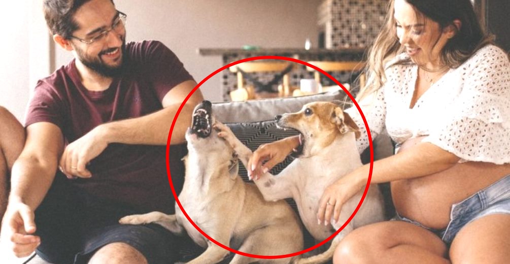 Terminan «desilusionados» tras incluir a sus 2 perros en la sesión de fotos prenatal Terminan «desilusionados» tras incluir a sus 2 perros en la sesión de fotos prenatal