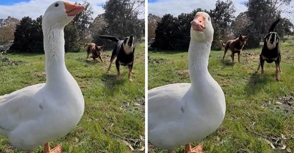 Ganso que se cree perrito y su amigo perro tienen una hilarante conversación