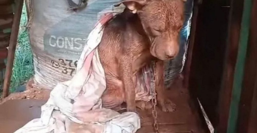 Se lleva a un inocente perrito que sufría en manos del vecino y ahora se enfrenta a la justicia