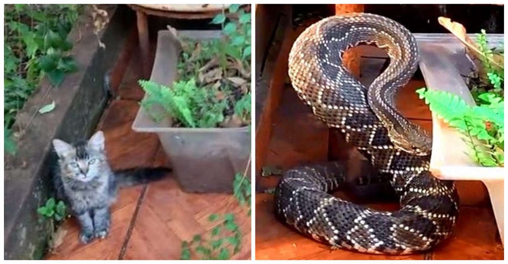 Cuando una enorme serpiente de cascabel iba a atacarlo su fiel gatita lo salvó