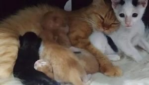 Gatito huerfanito se cuela bajo el calor de una madre gata y le ruega que lo acepte como hijo