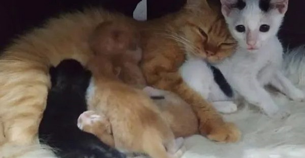 Gatito huerfanito se cuela bajo el calor de una madre gata y le ruega que lo acepte como hijo