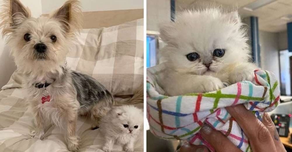 Dulce gatito de tres patas conquista el corazón de la veterinaria que salvó su vida