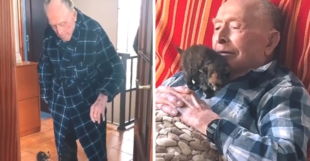 Abuelito de 100 años se convierte en amigo inseparable de un pequeño gatito