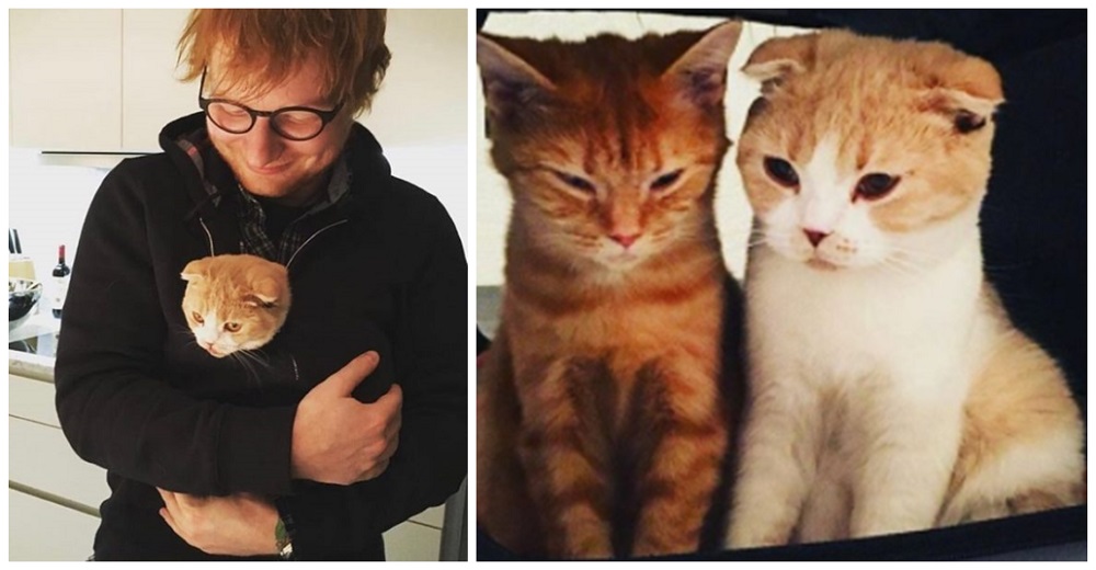 Tras la muerte de su gato, Ed Sheeran está loco de amor por su mininos adoptados