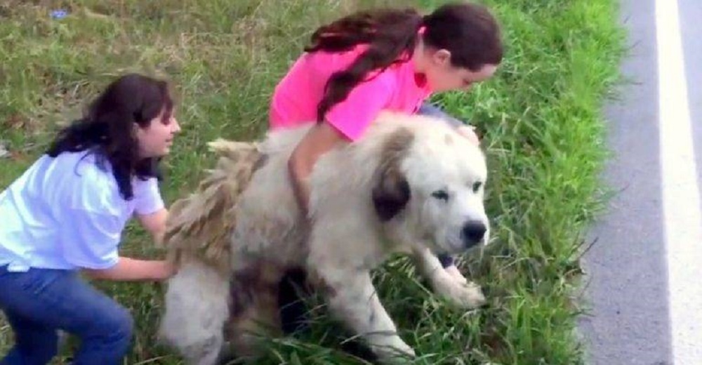 Una familia regresa para auxiliar al perro Gran Pirineo que yacía inmóvil junto a la carretera Una familia regresa para auxiliar al perro Gran Pirineo que yacía inmóvil junto a la carretera