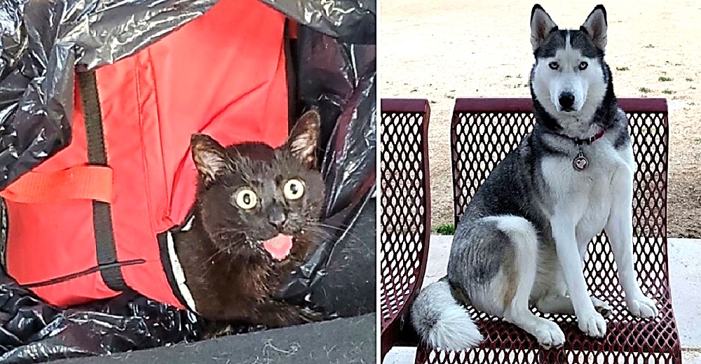 Perrita salva a una gata que fue dejada por sus dueños para morir dentro de una hielera cerrada Perrita salva a una gata que fue dejada por sus dueños para morir dentro de una hielera cerrada