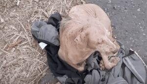 Perrito abandonado se niega a soltar la chaqueta de su dueño, confiaba que volvería por él