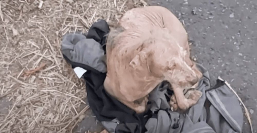 Perrito abandonado se niega a soltar la chaqueta de su dueño, confiaba que volvería por él