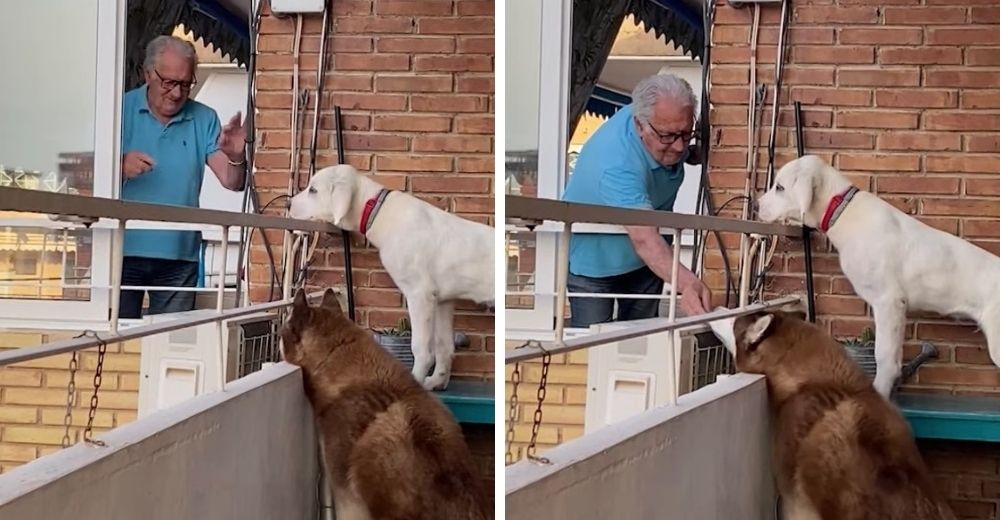 Un abuelito cada día se acerca a los 2 perros de su vecina para darles golosinas