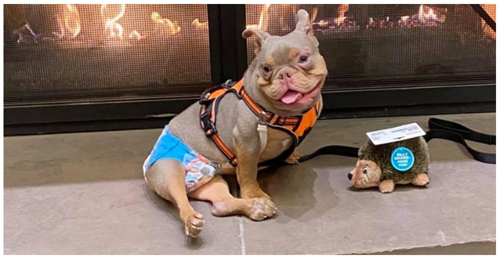 Perrito con espina bífida se quedó triste esperando a quienes lo adoptaron