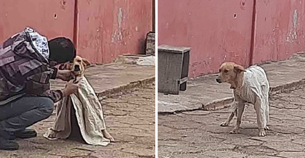 Ve a un joven quitándose la camisa para abrigar a un perrito callejero que temblaba de frío