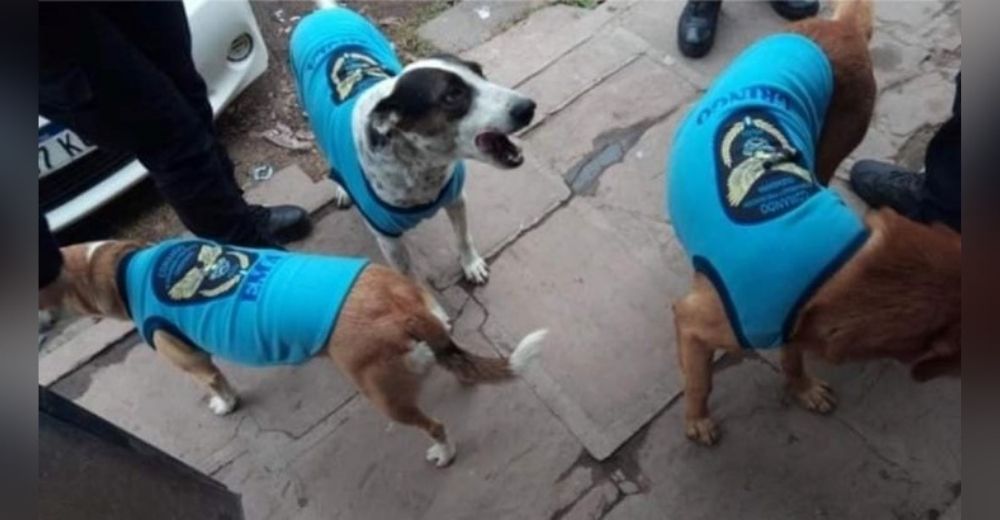 Captan a oficiales acercándose a abrigar perritos callejeros con chaquetitas de la Policía