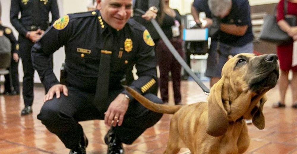 Perrita tarda 1 hora en dar con el rastro de una niña de 12 años desaparecida en una tormenta Perrita tarda 1 hora en dar con el rastro de una niña de 12 años desaparecida en una tormenta