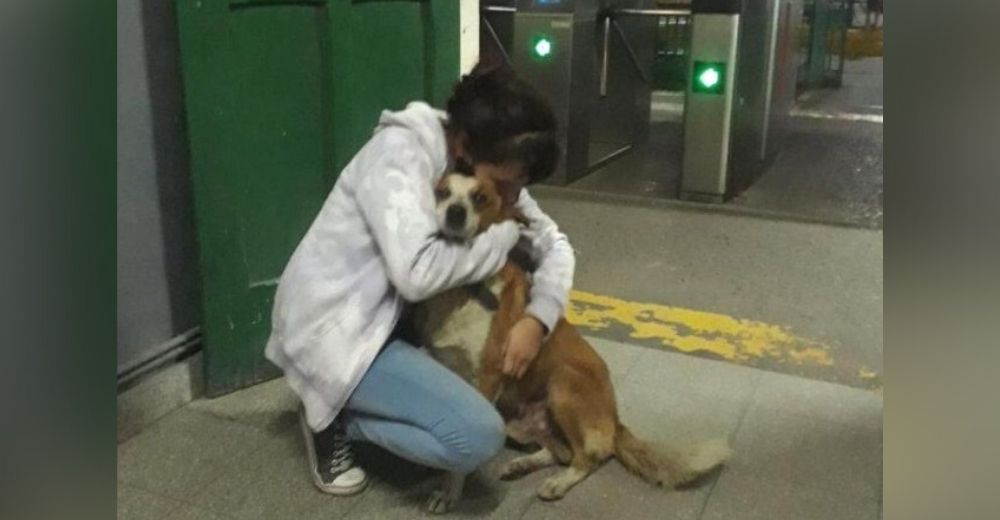 Llora al recuperar a su perrito anciano gracias a la solidaridad de todos los que se unieron