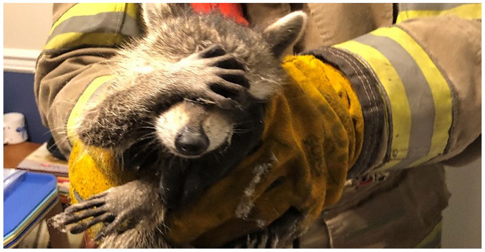 «Tenía mucha vergüenza » – Mapache se siente apenado al ser rescatado por los bomberos