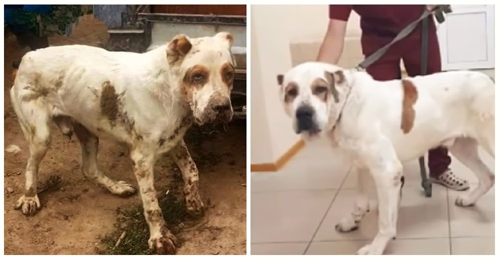 Rescatan al perrito ancianito abandonado por sus dueños tras 10 años de ser usado como alarma