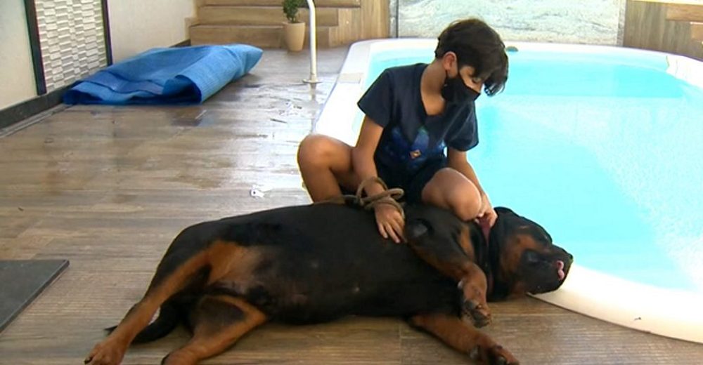 Niño de 11 años se lanza al agua tras escuchar los gemidos de su rottweiler de 70 kg ahogándose