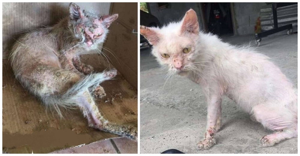 Gatita con graves lesiones en todo su cuerpo logra una milagrosa transformación gracias al amor