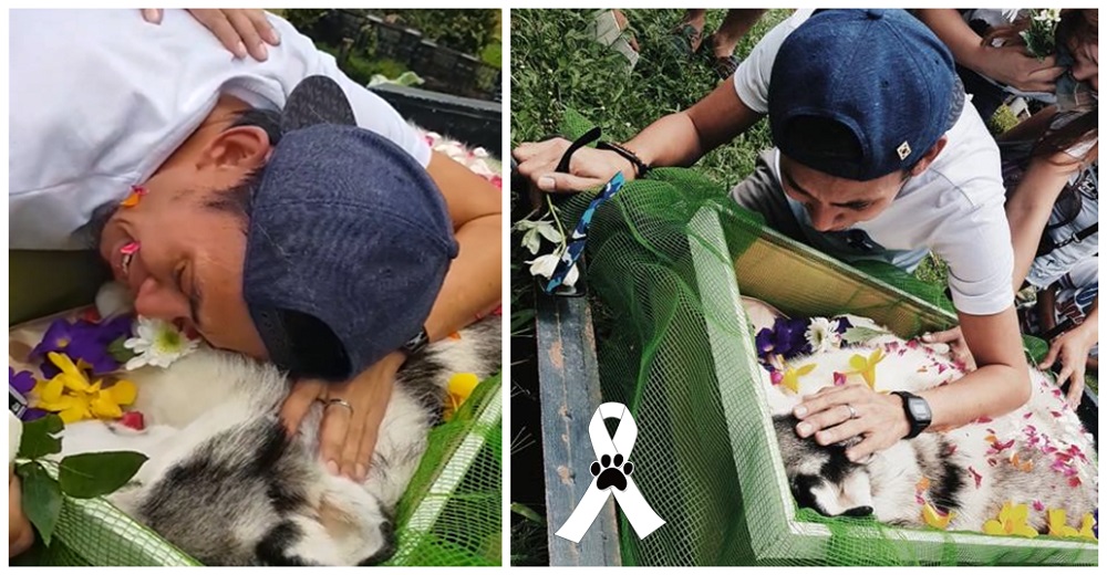 Despide a su amado perrito el joven que conmovió a millones tras su larga lucha por salvarlo Despide a su amado perrito el joven que conmovió a millones tras su larga lucha por salvarlo