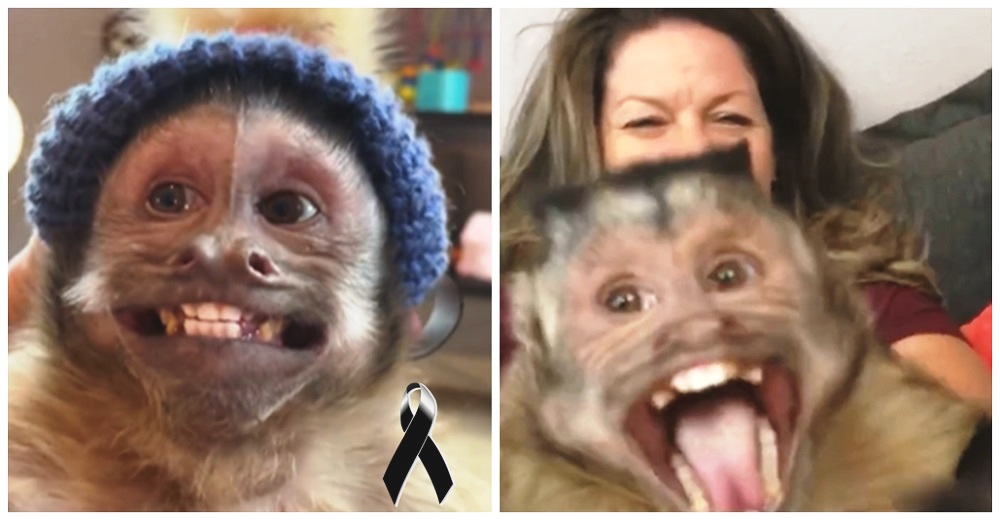 El monito que hacía reír a todos con sus vídeos muere en la camilla del veterinario