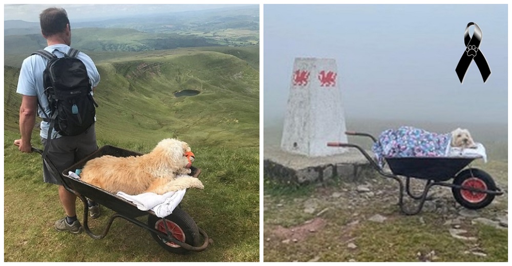 Lleva a su perrito moribundo en una carretilla a su montaña favorita para un último paseo Lleva a su perrito moribundo en una carretilla a su montaña favorita para un último paseo